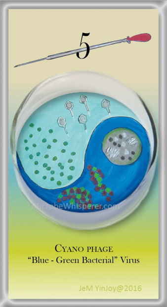 PIPETTESCyanophageBlue-green Bacterial Virus
