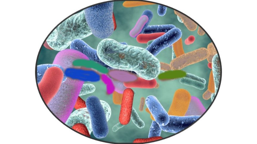 Microbe Gut Microbiota
