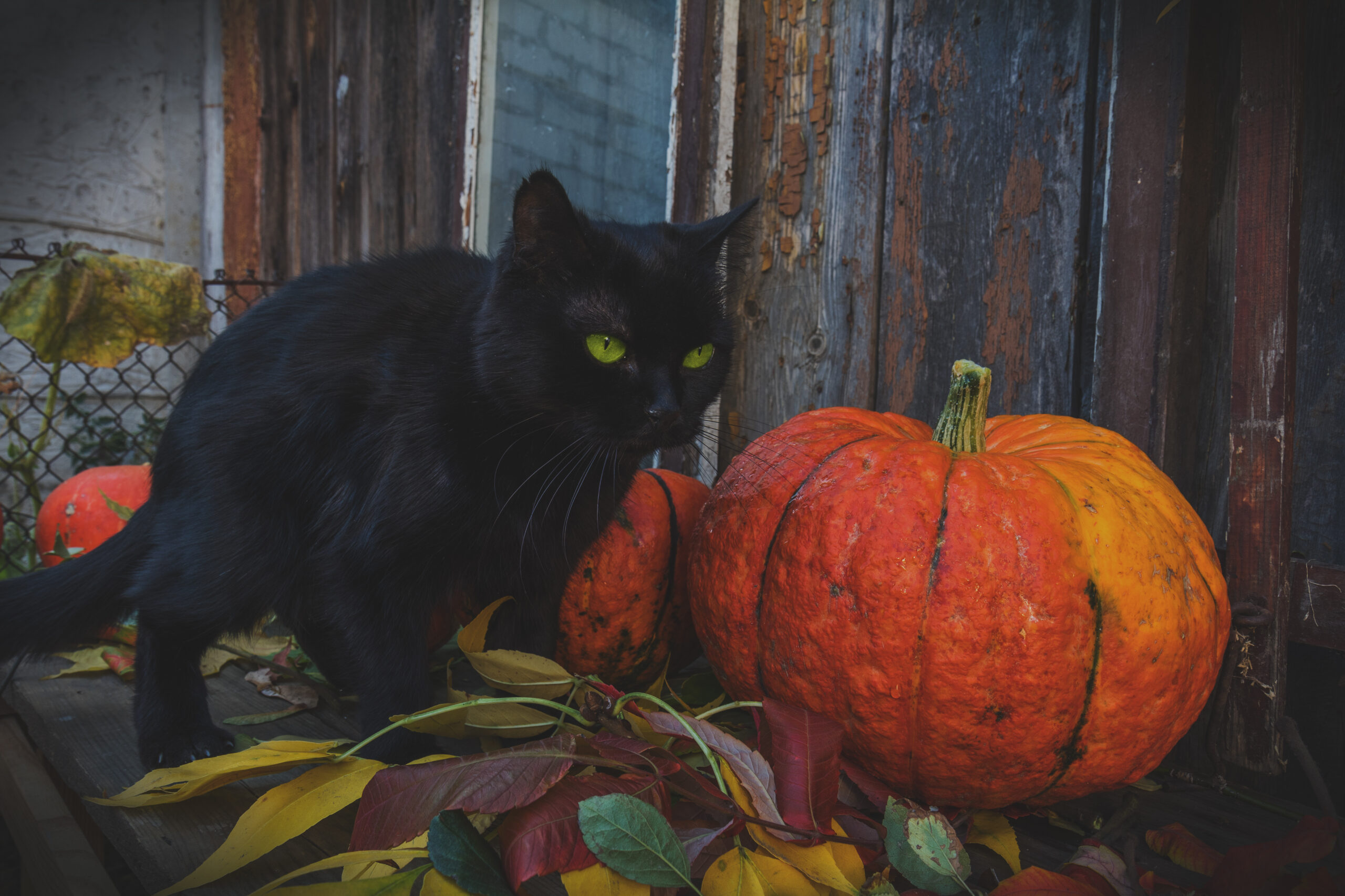 Black Cat and pumpkins